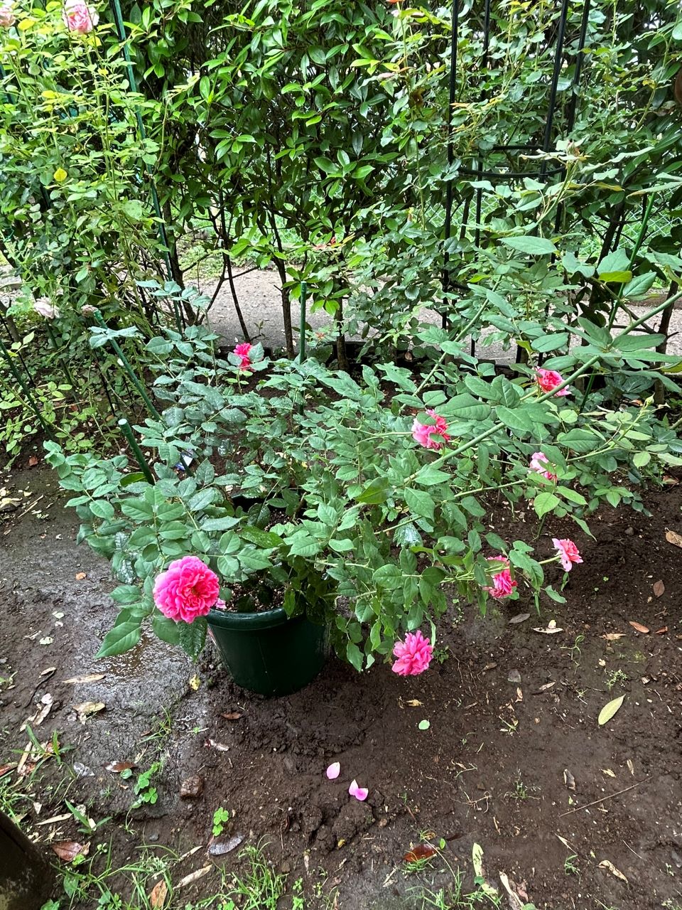 ガブリエル・オーク大苗27週後