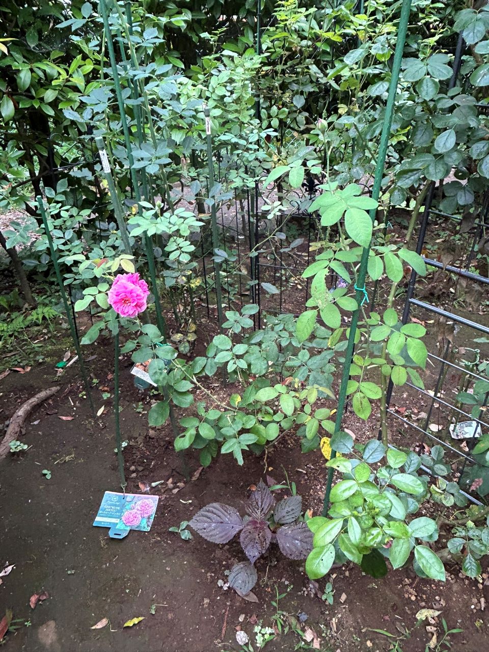 ガートルード・ジェキル代替苗の38週後