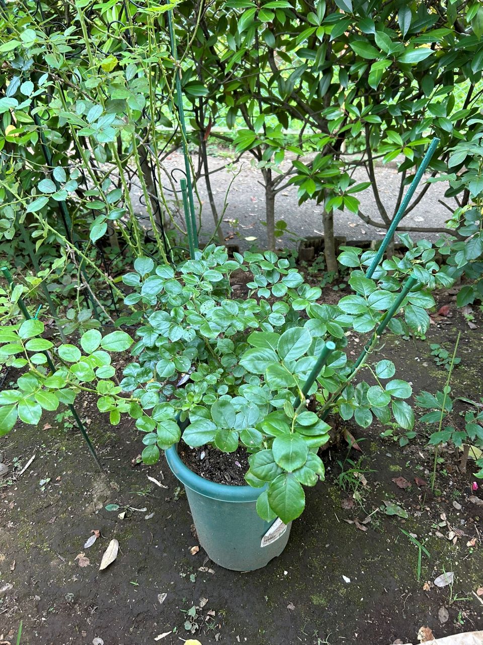 ジャスミーナ大苗の35週後