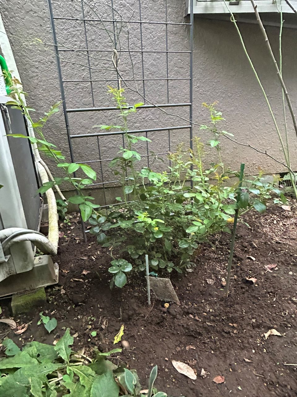 ジャスミーナ大苗の38週後