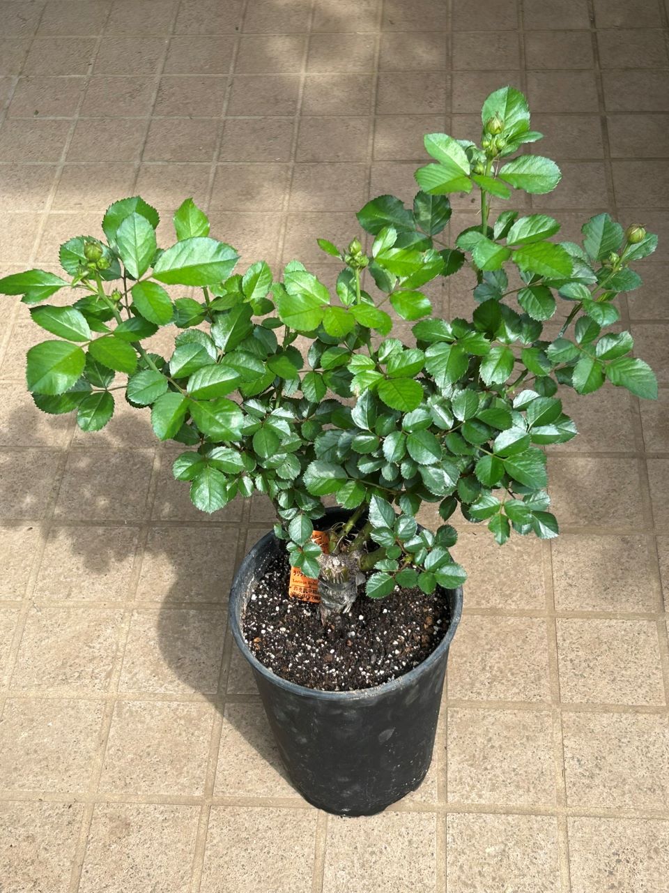 ラリッサバルコニアの大苗2週後