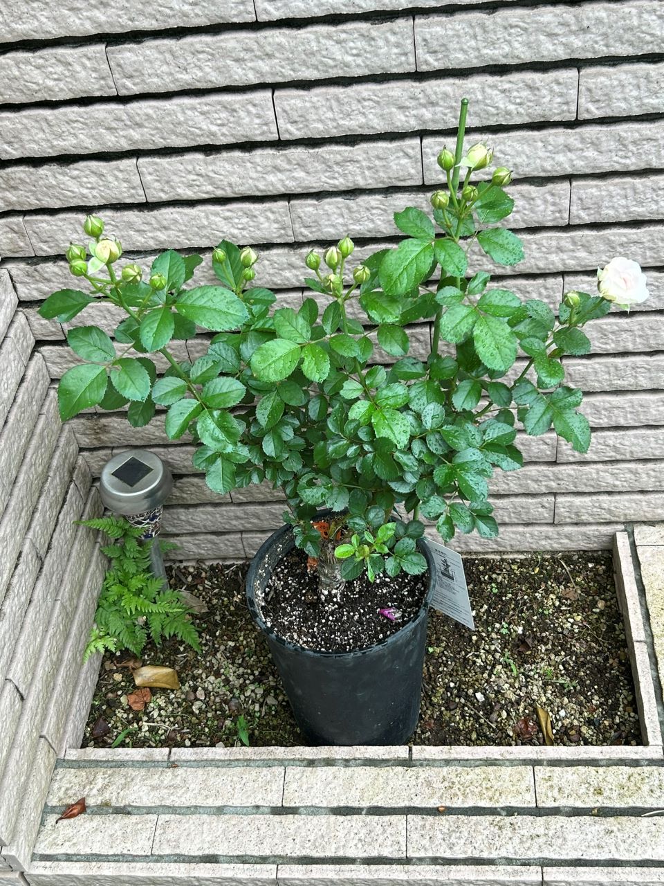 ラリッサバルコニアの大苗3週後