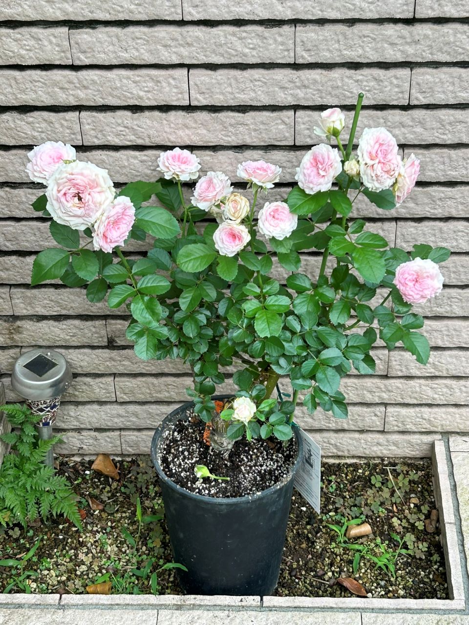 ラリッサバルコニアの大苗5週後