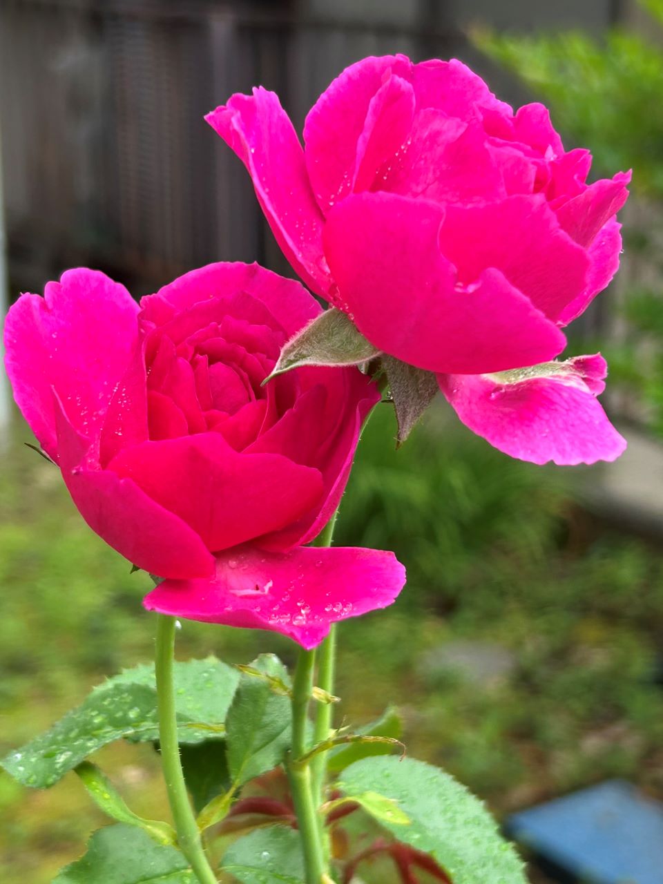 ル・タン・デ・スリーズ大苗22週後