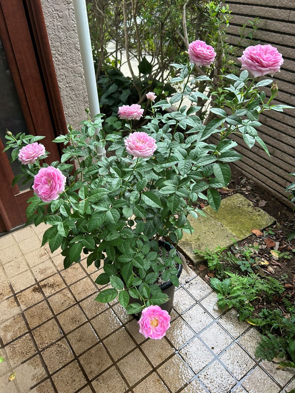 リラトロプフェン開花苗の7週後-2