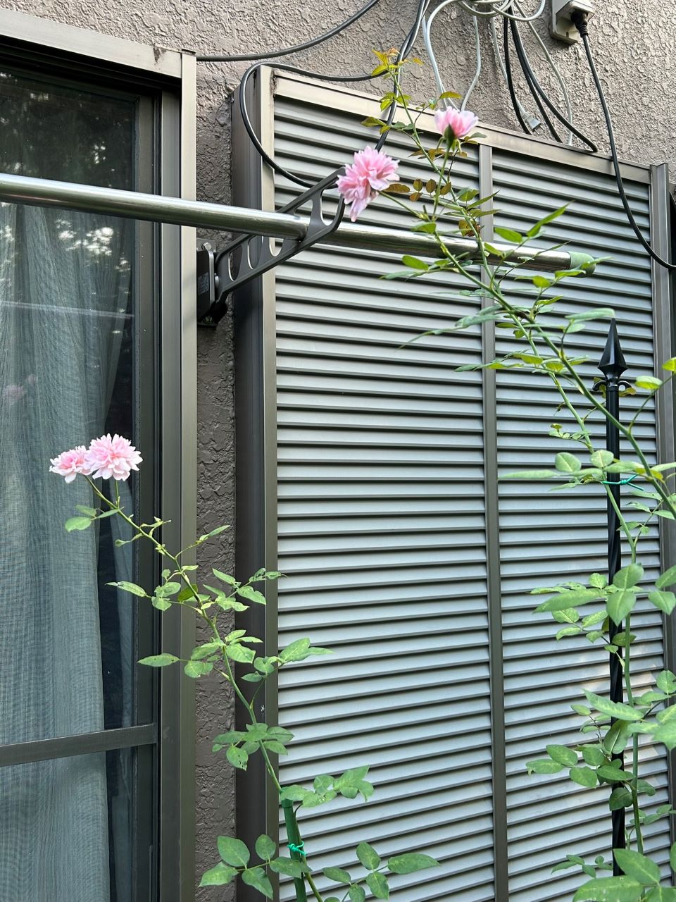 メアリー・ディレイニー裸苗34週後