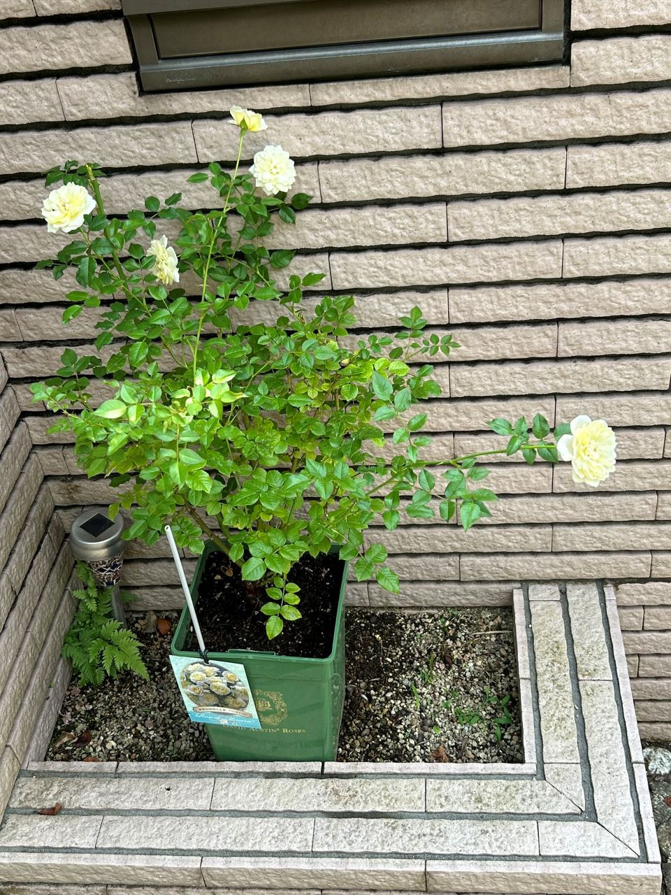 プリュネルの開花苗10週後