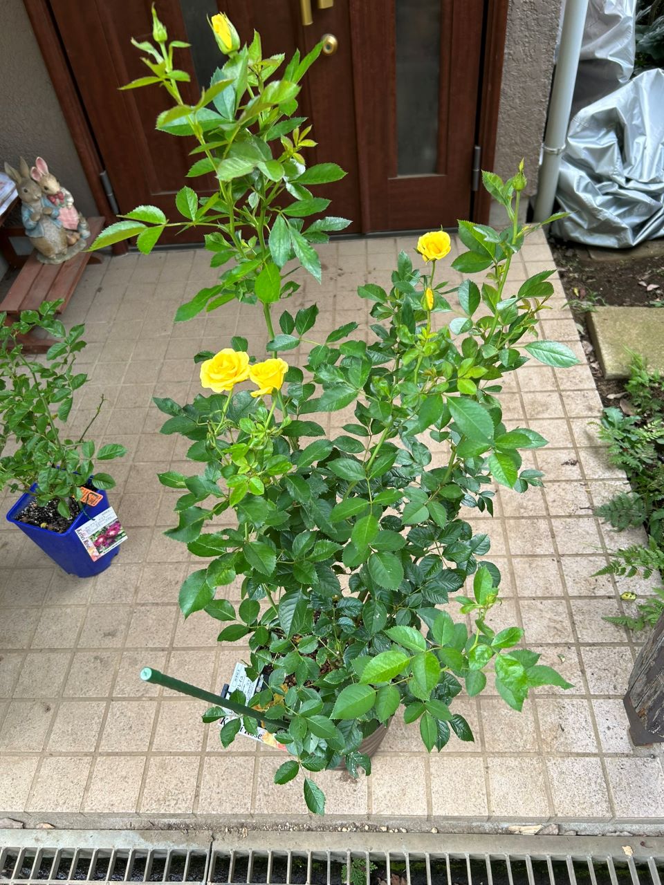 レヨンドゥソレイユ開花苗13週後