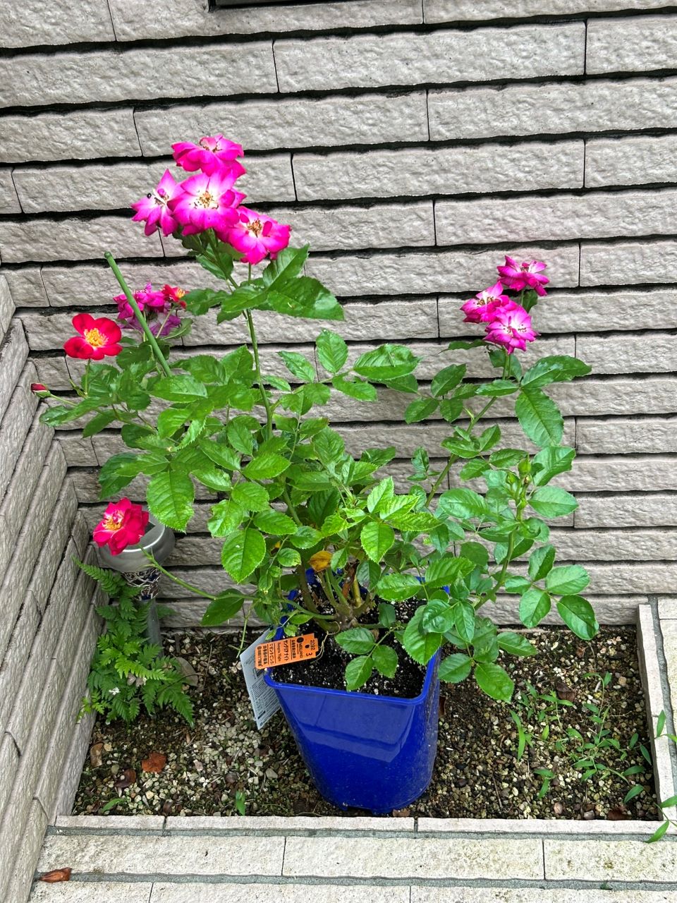 サングリアナイト大苗の7週後