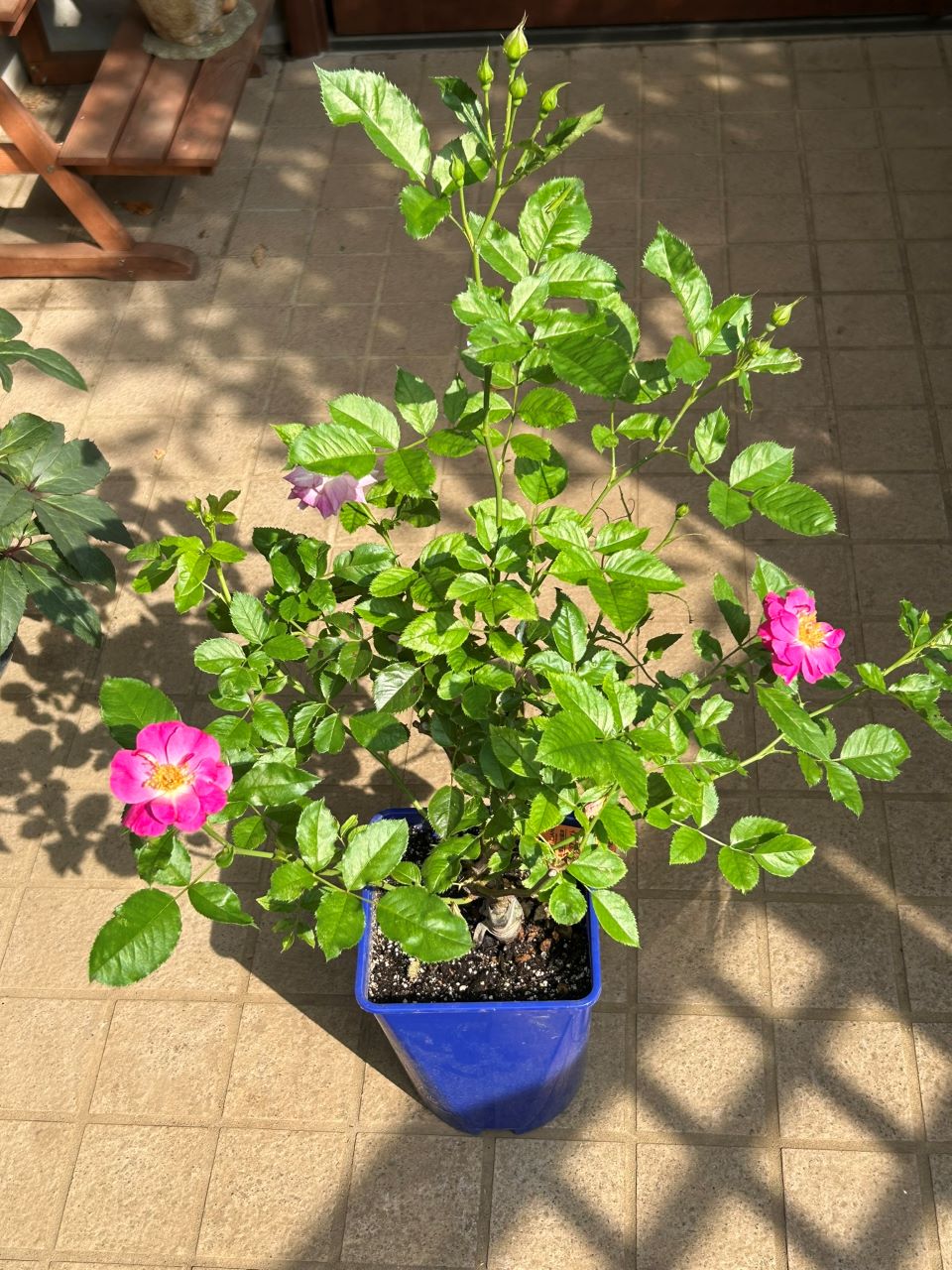 サングリアナイト大苗の6週後