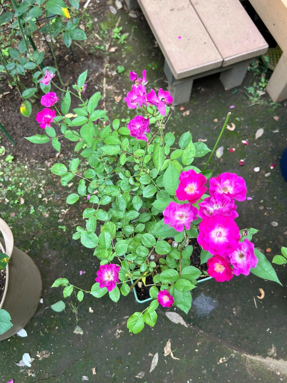 ヴィル・ナタール開花苗の10週後