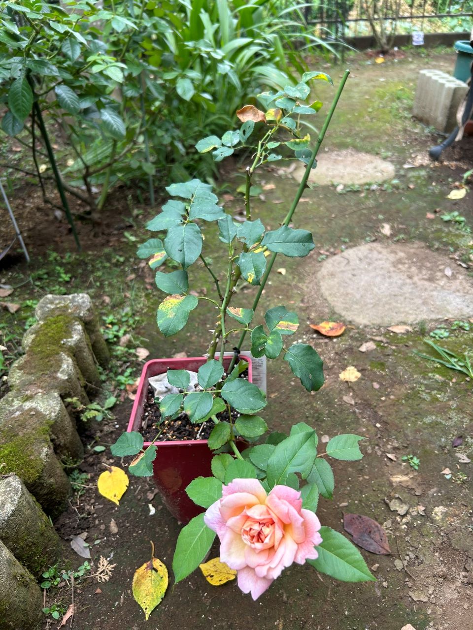 ブロドリー開花苗の6週後