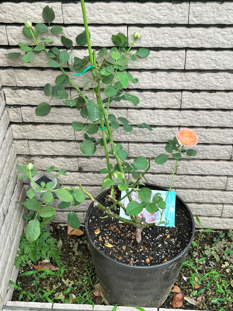 コンフィチュール開花苗の7週後