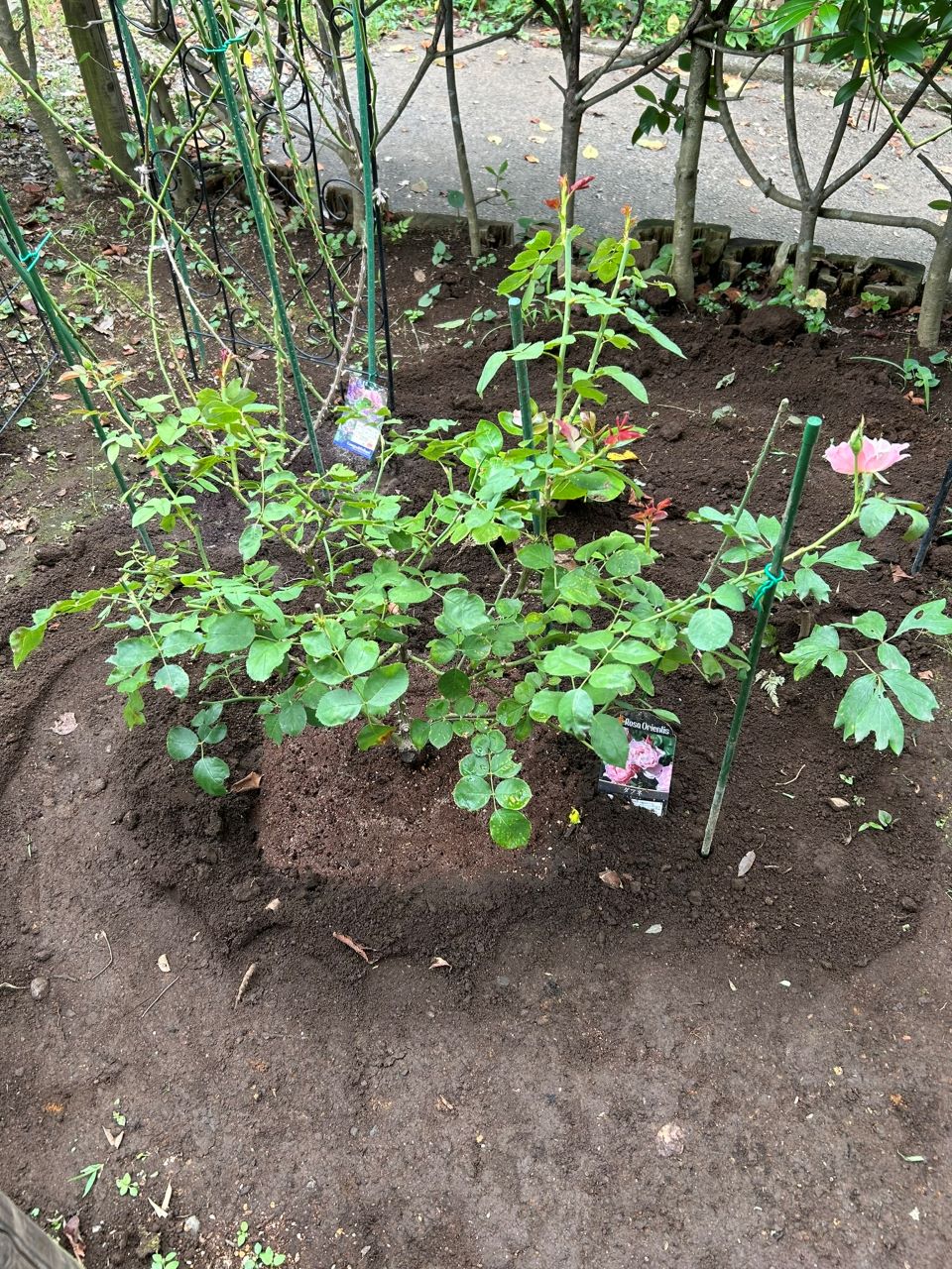 ダフネ大苗の26週後