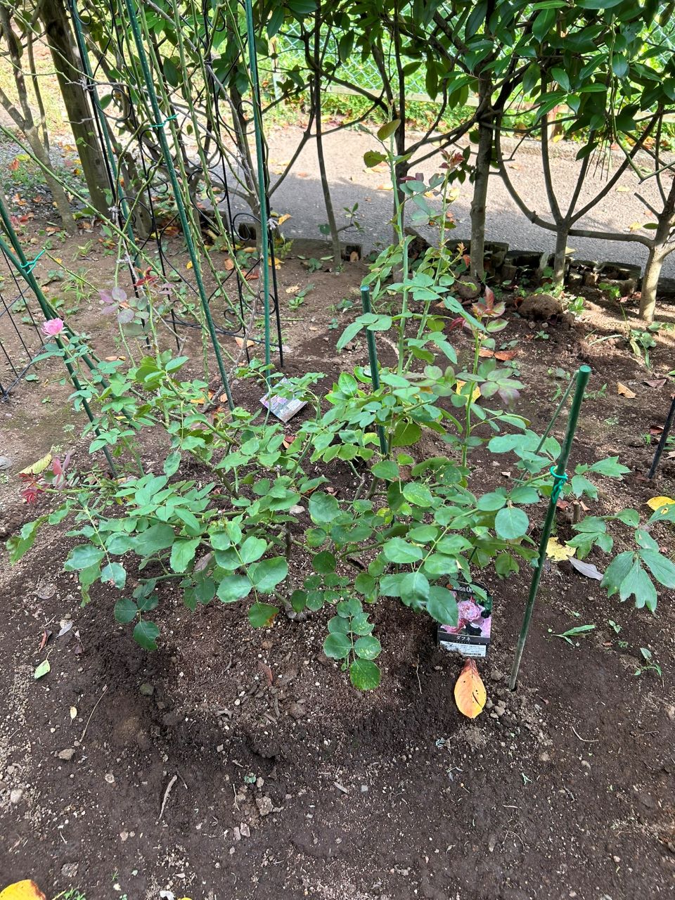 ダフネ大苗の27週後