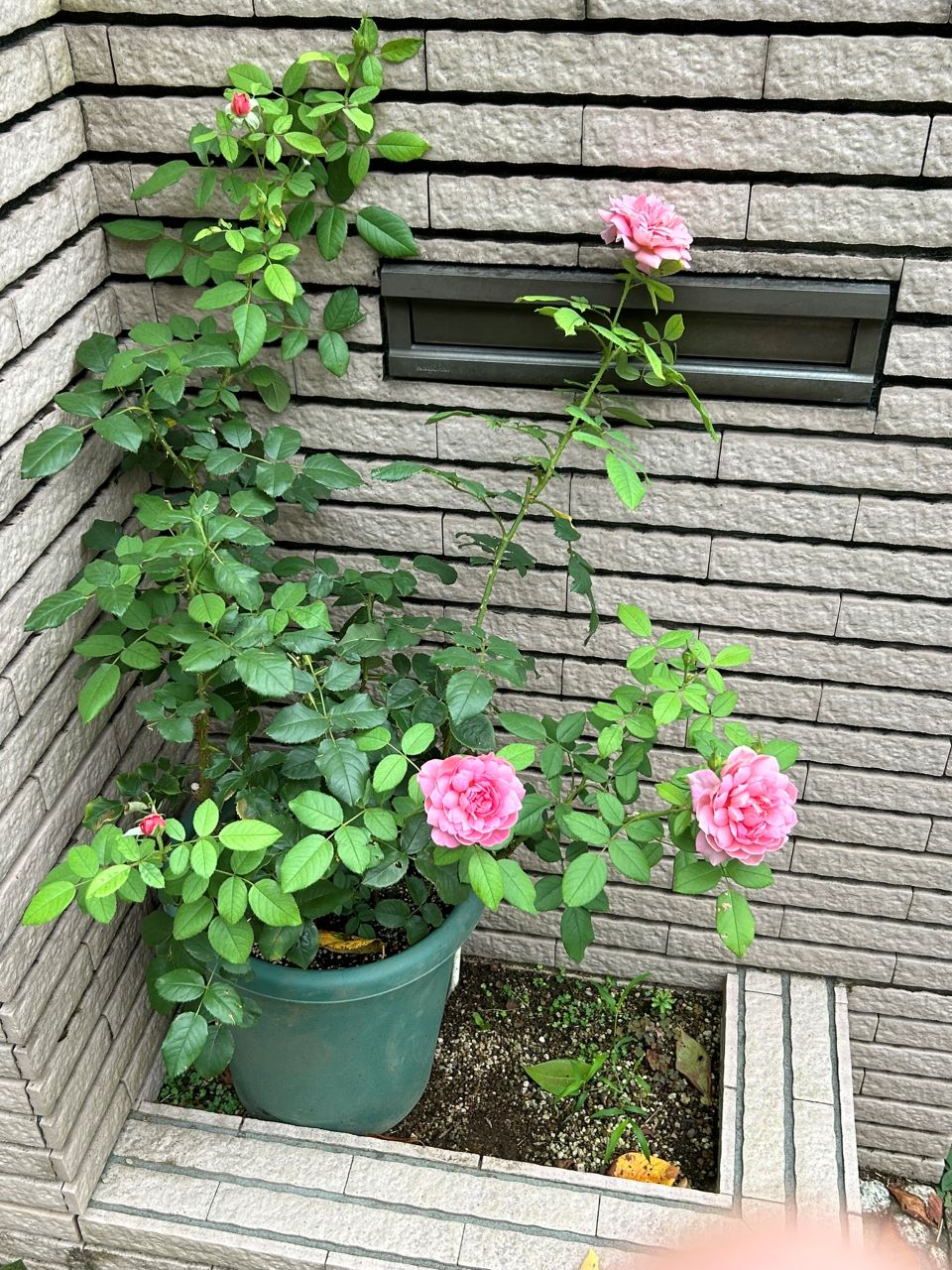 エマ・ブリッジウォーター開花苗の13週後