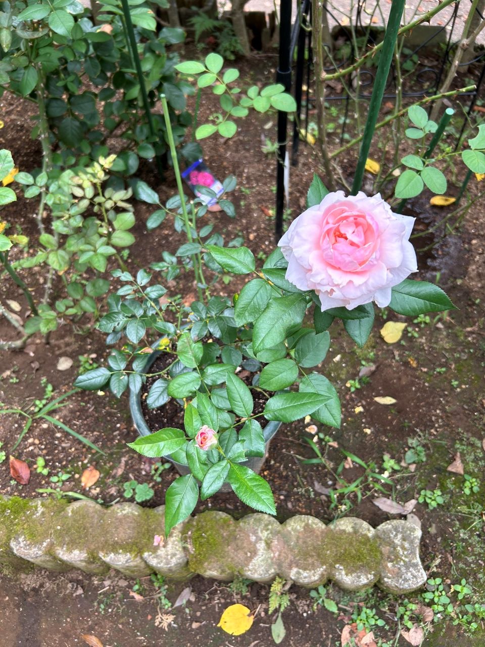 ジルドゥブリザック大苗の5週後