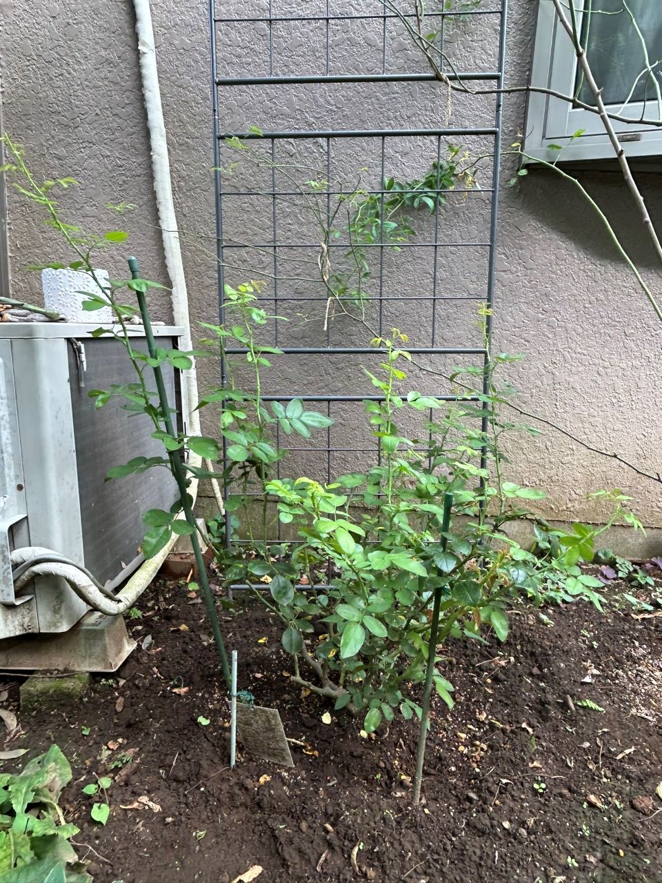 ジャスミーナ大苗の39週後