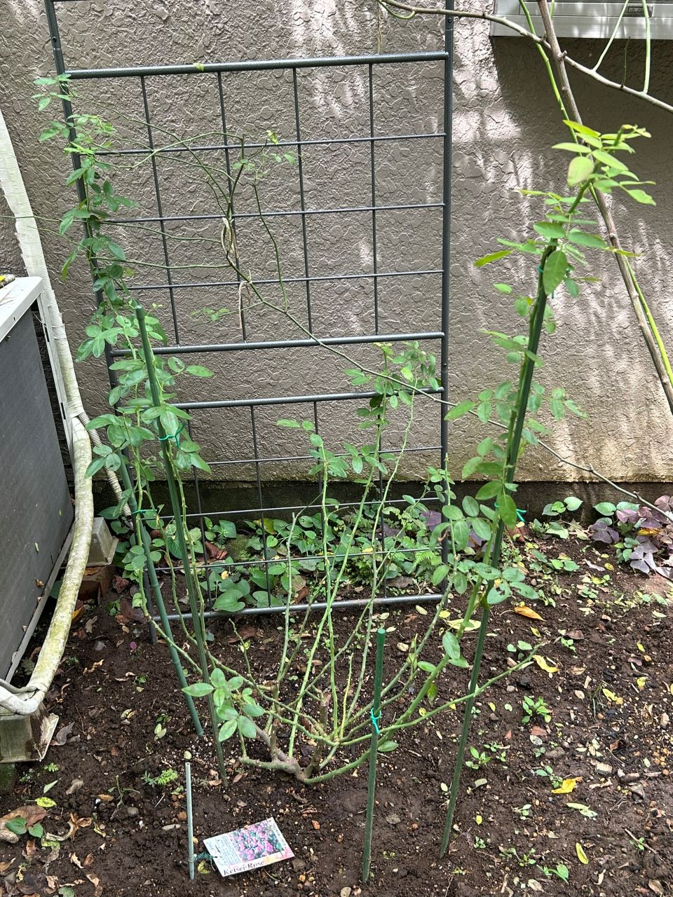 ジャスミーナ大苗の43週後