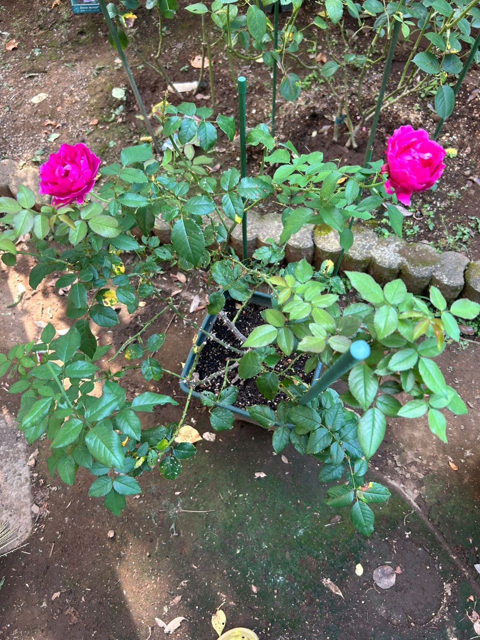 ル・タン・デ・スリーズ大苗25週後