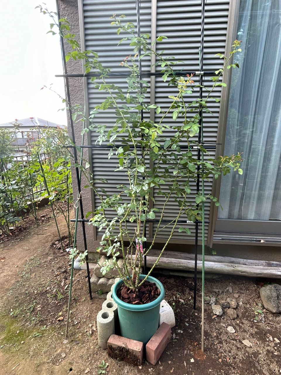 レオナルドダビンチ開花苗46週後