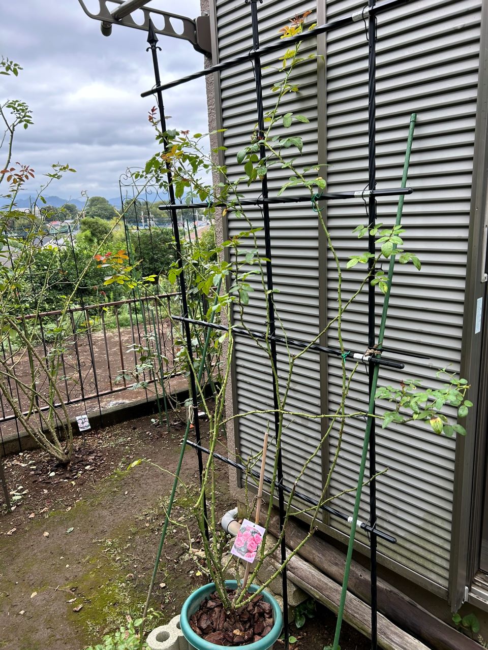 レオナルドダビンチ開花苗51週後