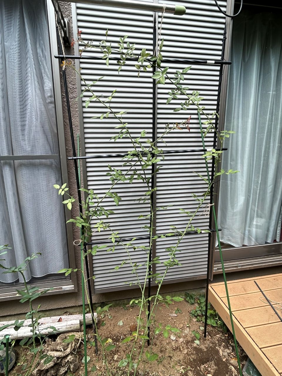 メアリー・ディレイニー裸苗36週後