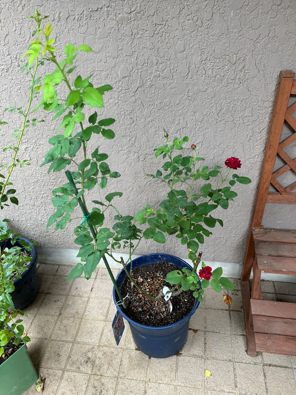 ソムリエール開花苗の5週後