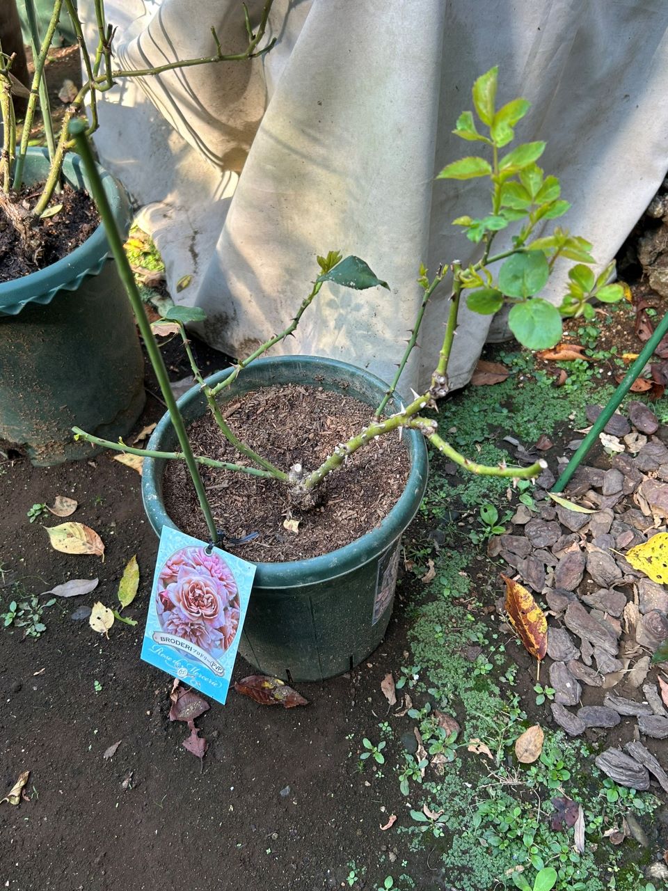 ブロドリー開花苗の12週後