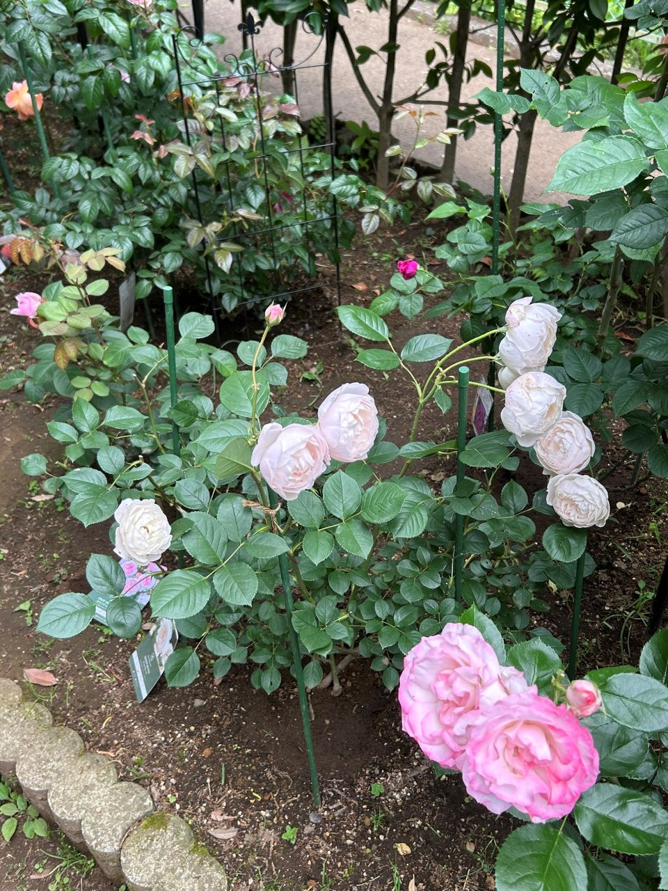 デスデモーナ15L鉢の40週後