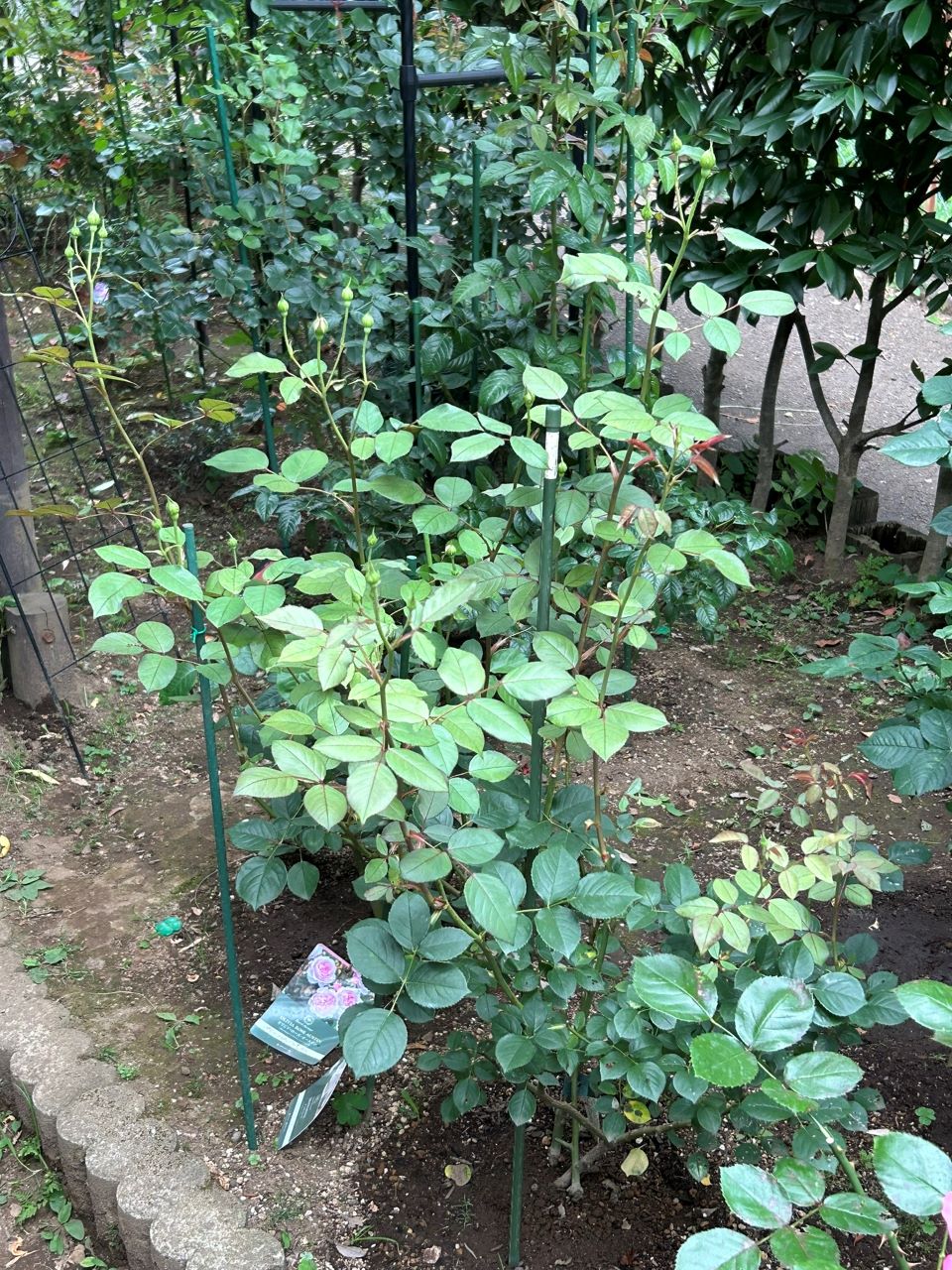 デスデモーナ15L鉢の44週後