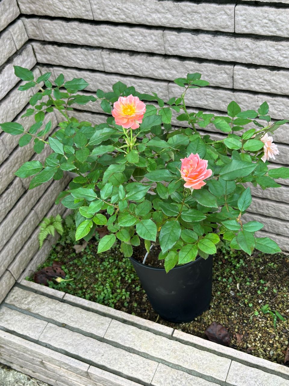 アンファンドゥコライユ開花苗1週後