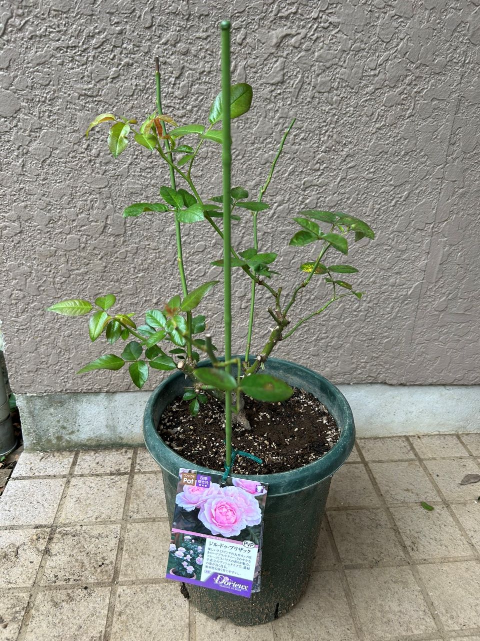 ジルドゥブリザック大苗の13週後