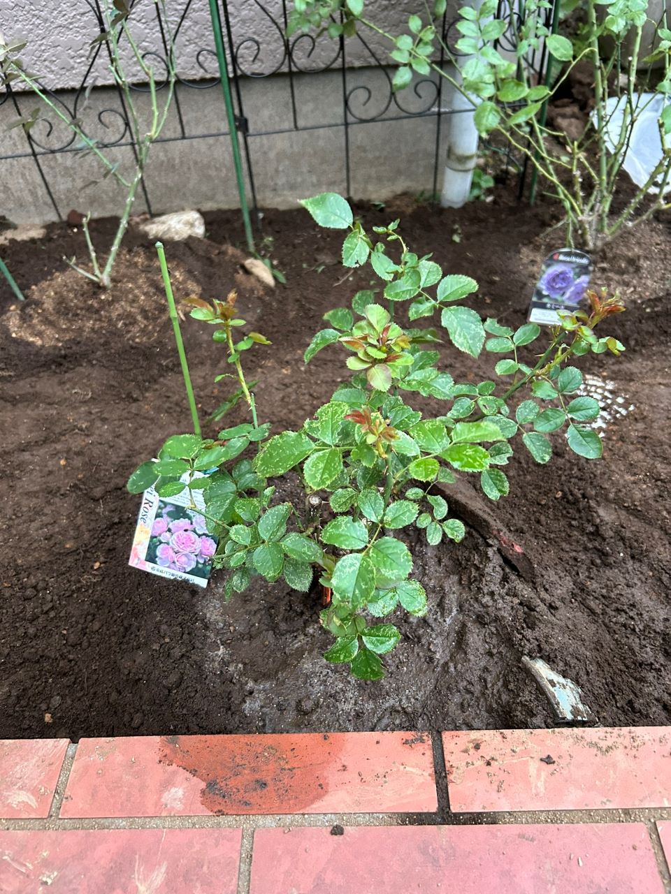 ラリッサバルコニアの大苗12週後