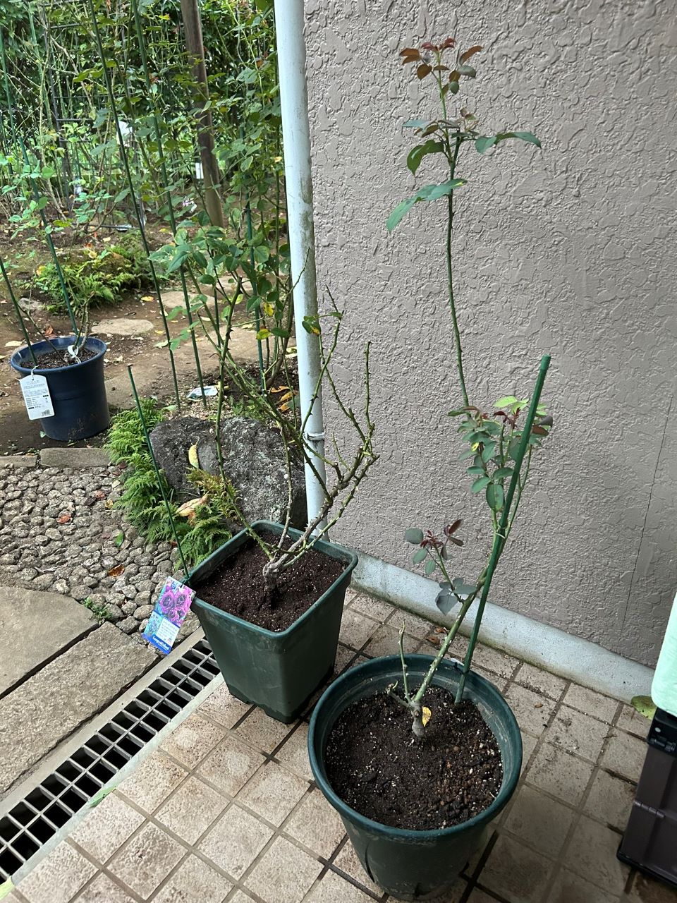 ル・タン・デ・スリーズ大苗31週後