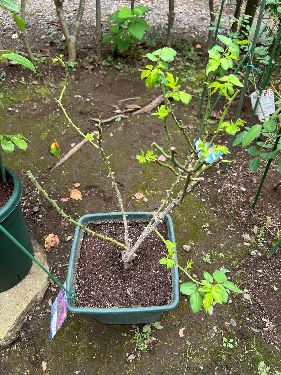 ル・タン・デ・スリーズ大苗33週後