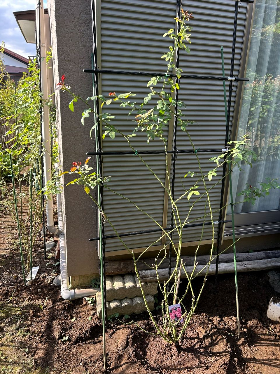 レオナルドダビンチ開花苗51週後-2