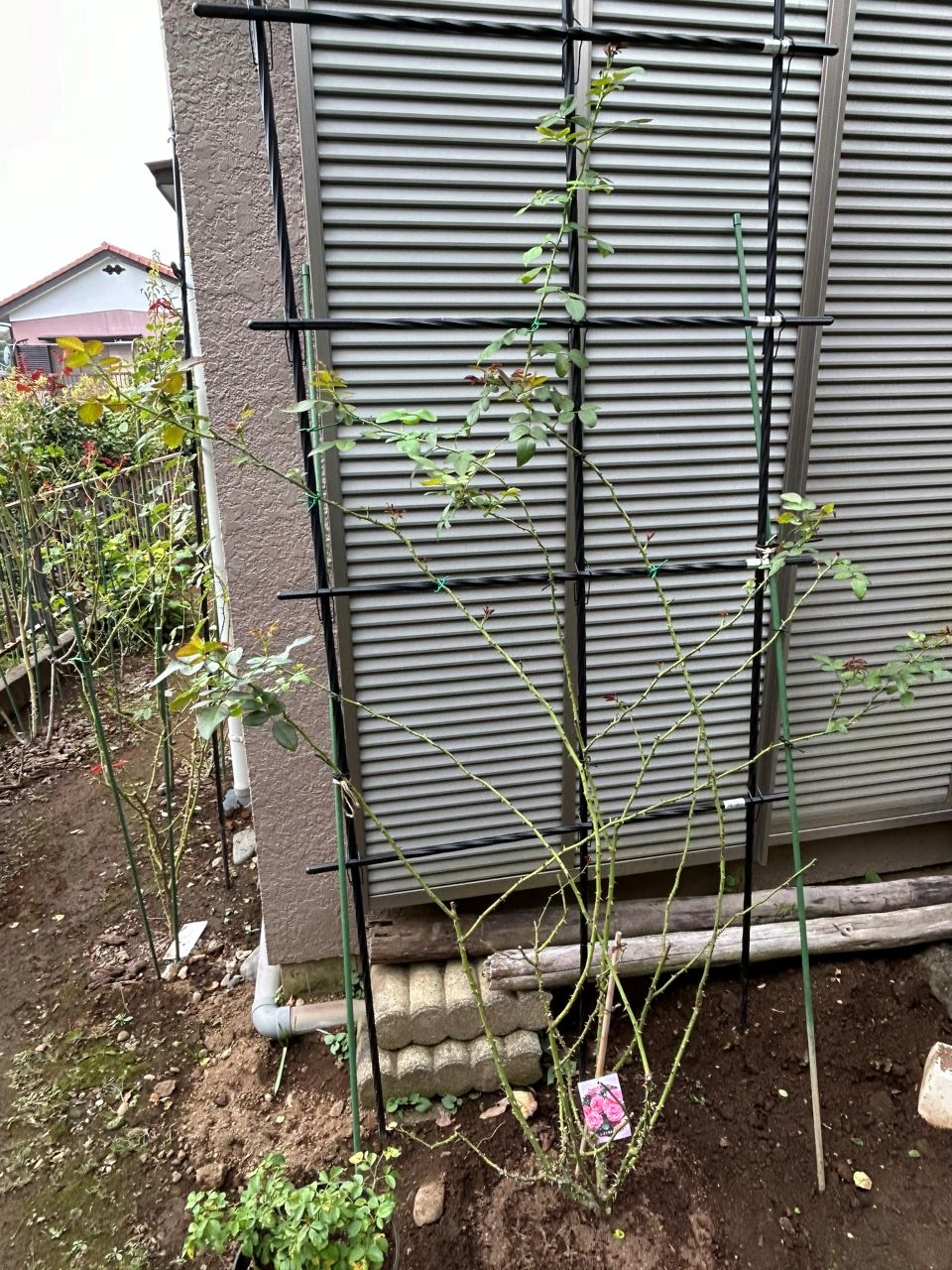 レオナルドダビンチ開花苗52週後