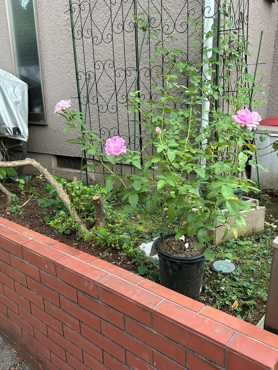 リラトロプフェン開花苗の14週後