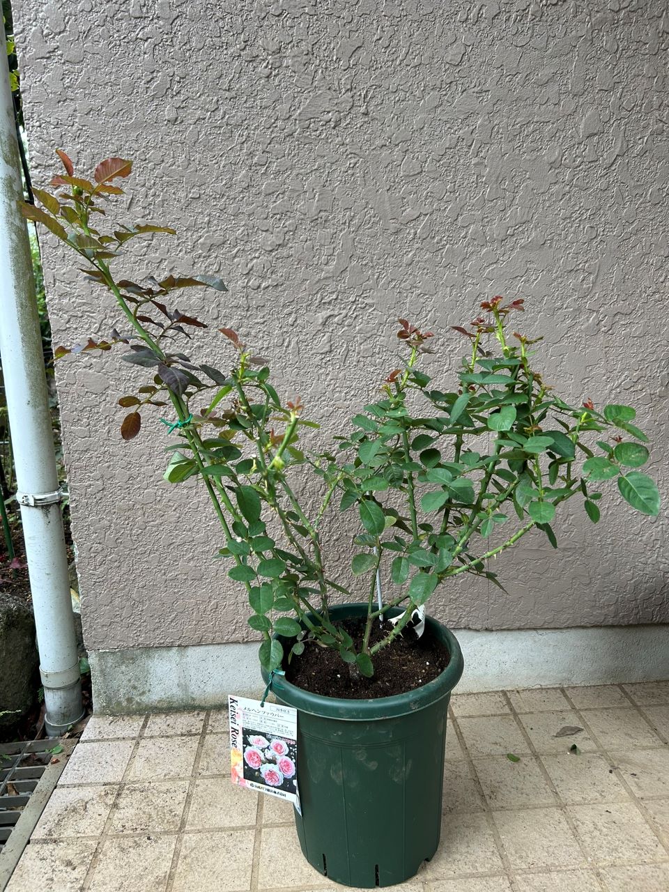 メルヘンツァウバー中苗1週後