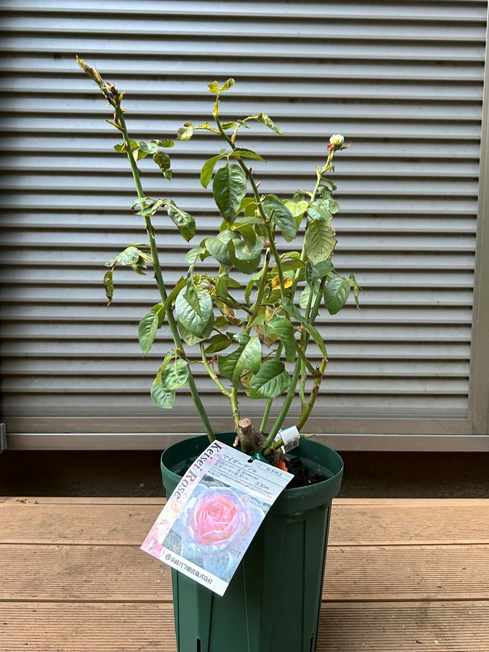 マイガーデン開花苗の購入