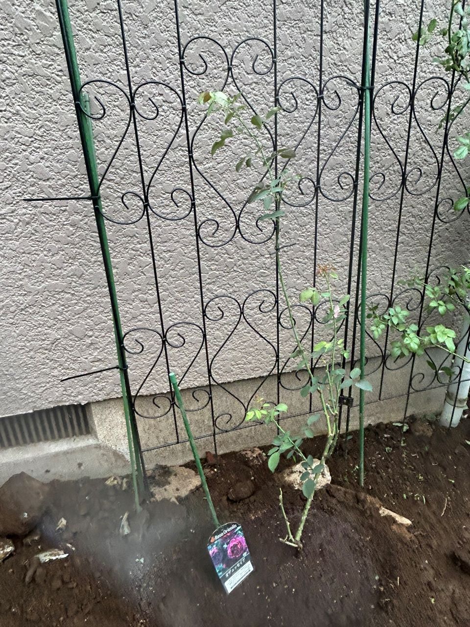 オデュッセイア大苗29週後