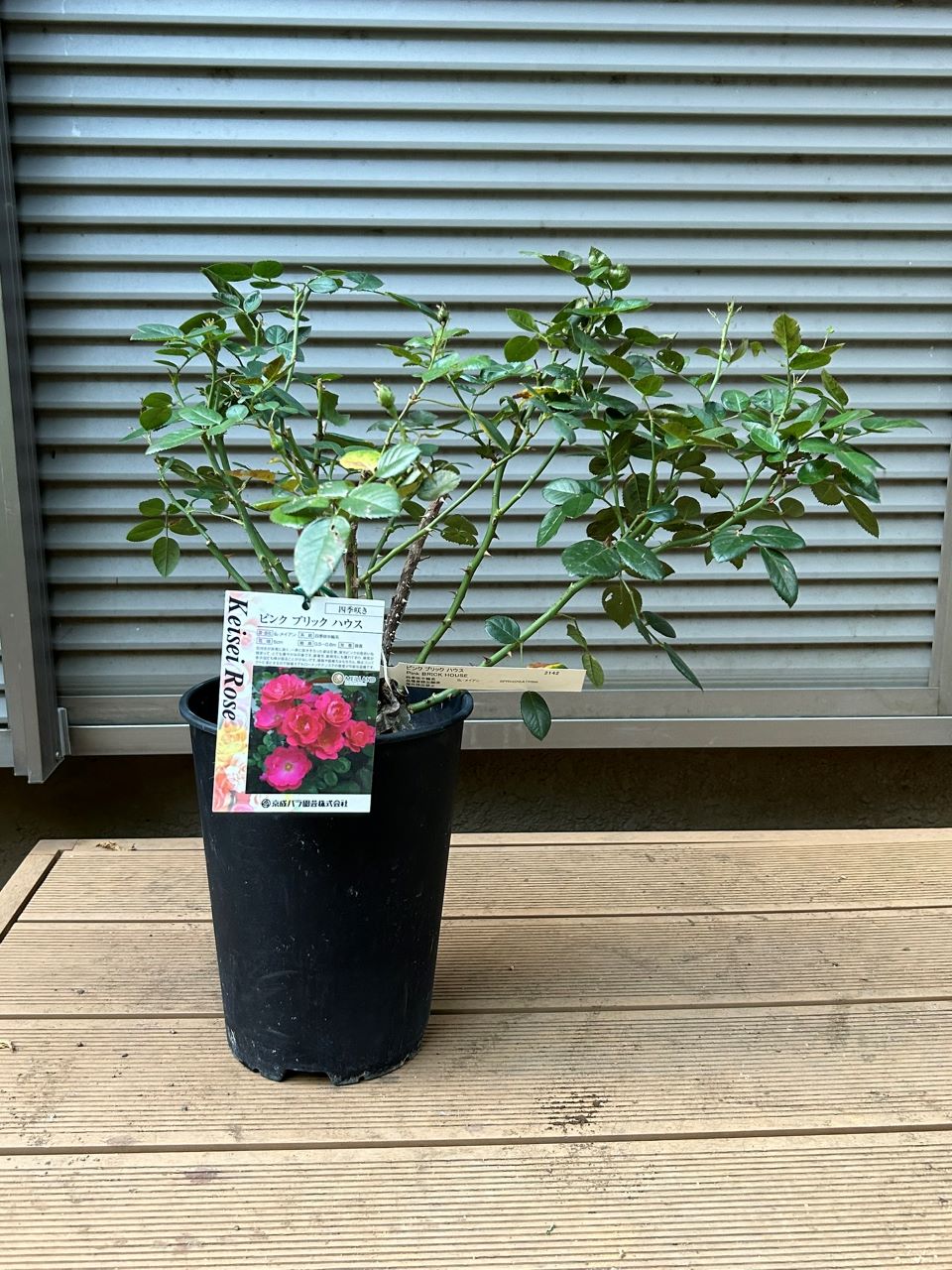 ピンクブリックハウス開花苗購入