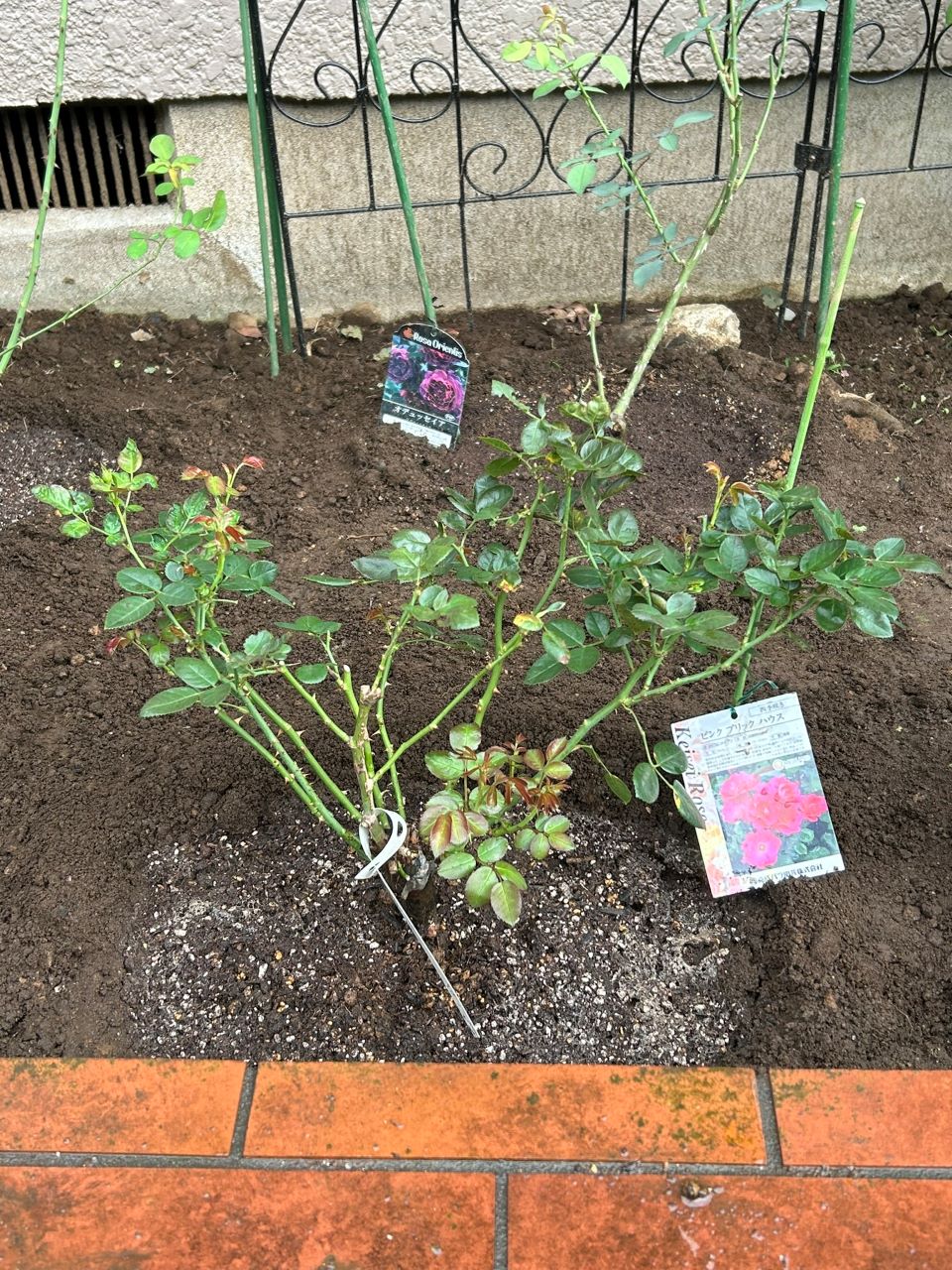 ピンクブリックハウス開花苗の2週後