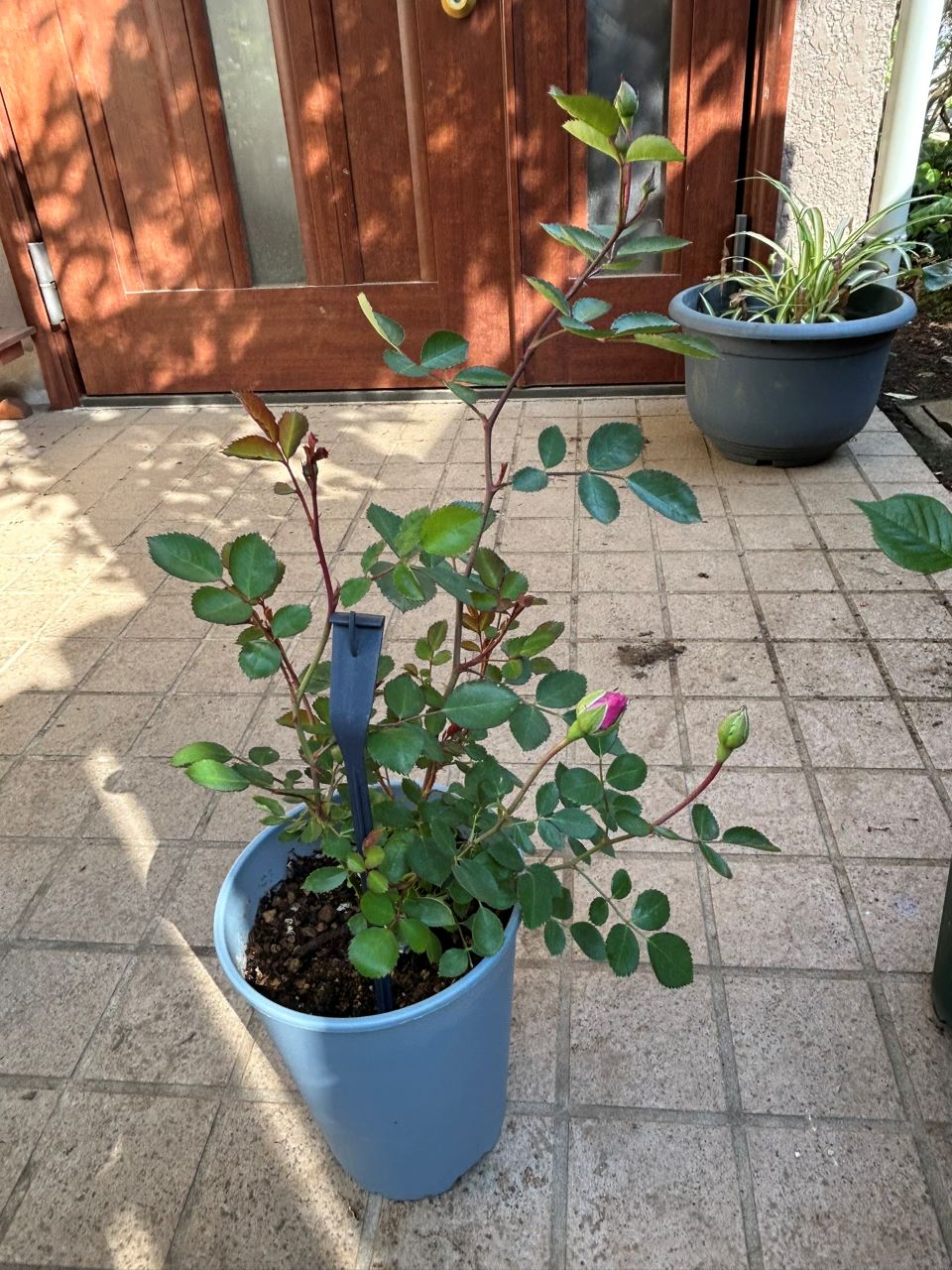 レイニーブルー開花苗購入