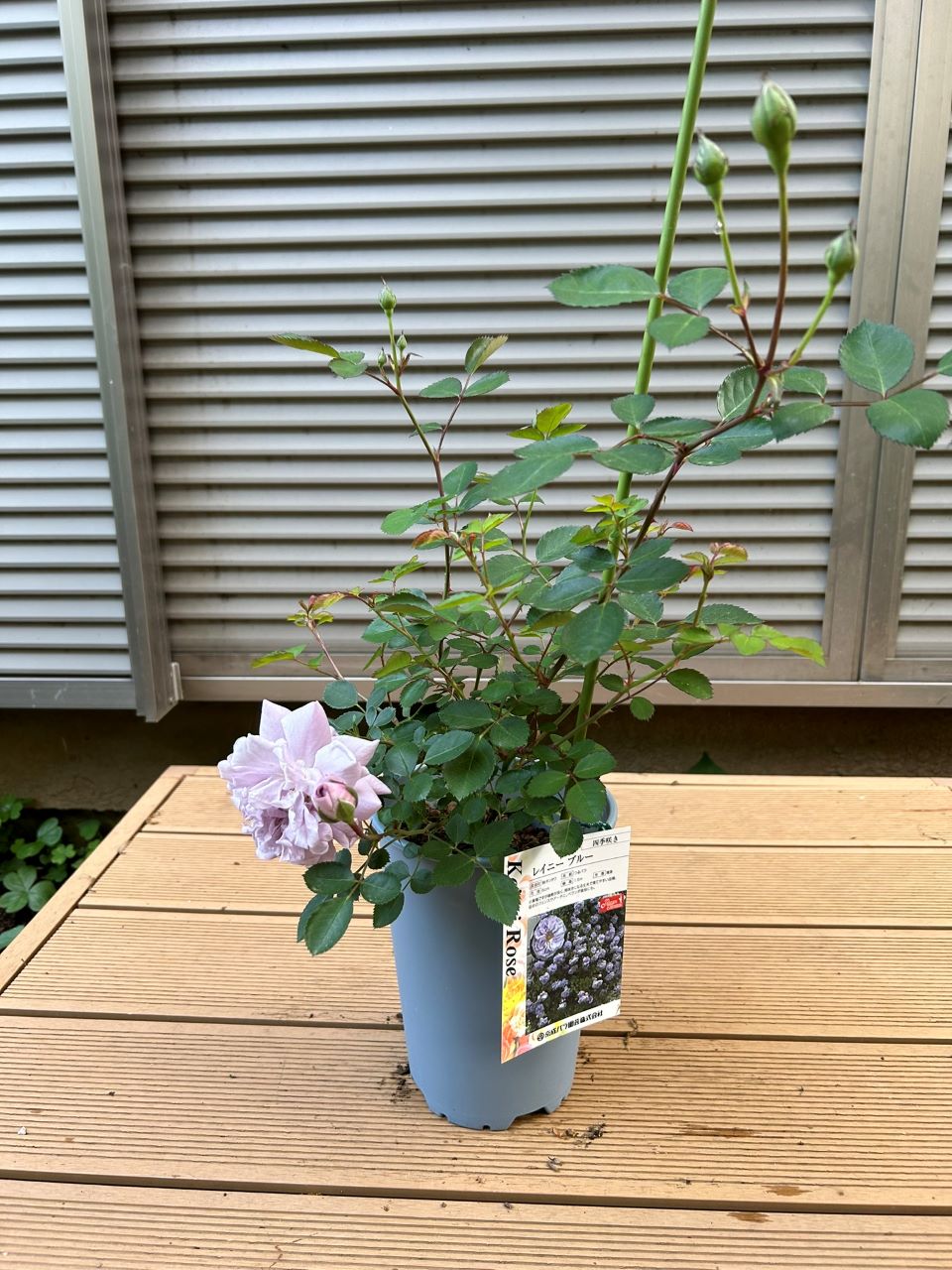 レイニーブルー開花苗1週後
