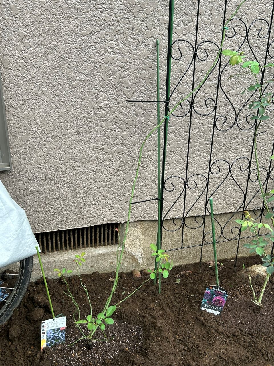 レイニーブルー開花苗21週後