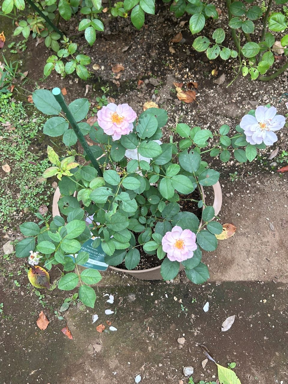 スキャボローフェア大苗の11週後