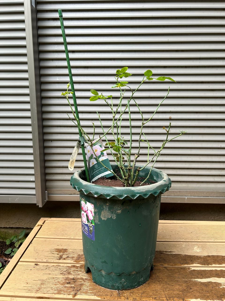 スキャボローフェア大苗の19週後