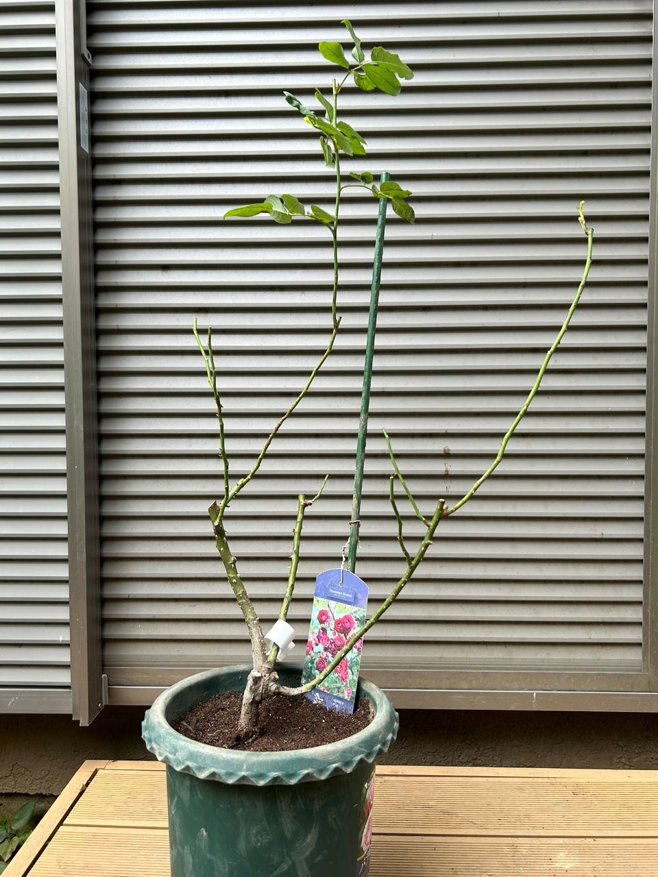 ソムリエール開花苗の13週後